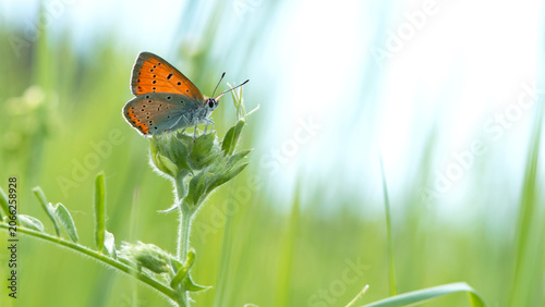 Foto Small copper, Lycaena phlaeas