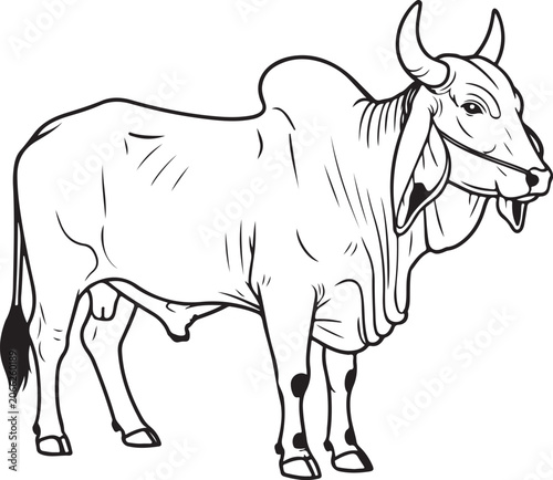 Brahman Bull Line Art Vector Illustration with Hump and Horns