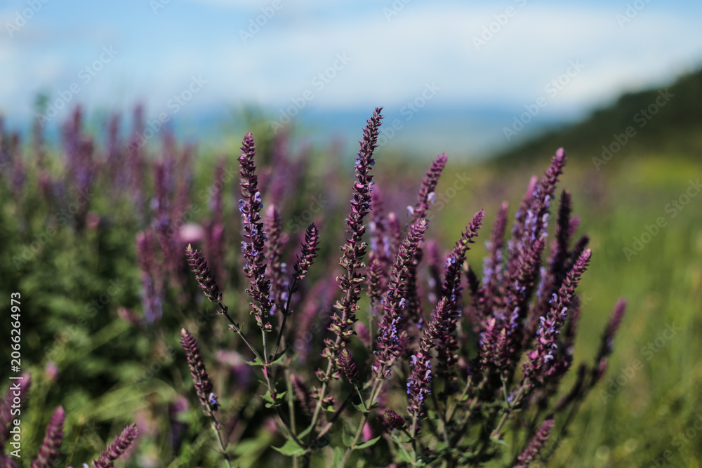 Obraz premium Purple wild sage flowers with soft mountain background