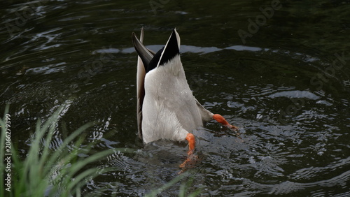 A humorous and close-up shot of a mallard duck diving headfirst into the water to feed, showing only its tail feathers and orange feet visible above the surface. A natural wildlife moment capturing an