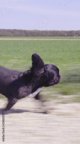 Excited dog running fast on countryside gravel road side shot tracking