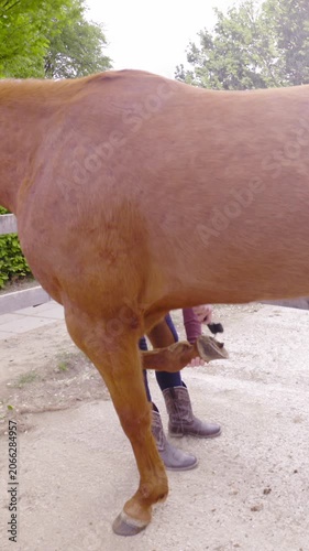 Person behind the brown horse cleaning hoof wide shot