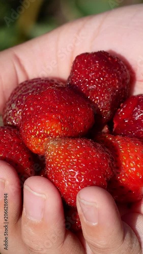 Ripe red strawberry in a child's hand against a strawberry patch. Growing and harvesting fresh berries in the garden. Sweet natural dessert rich in vitamins and healthy nutrition.