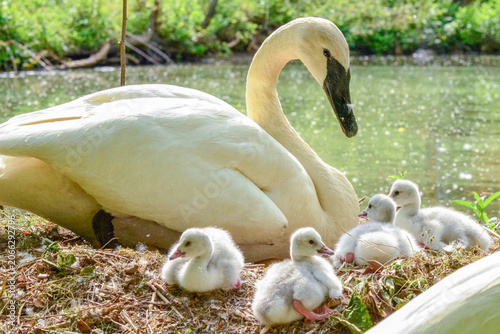 swans on the lake