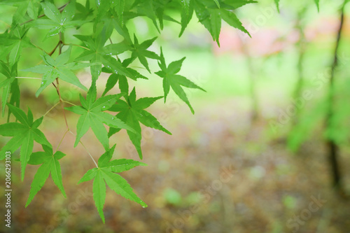 Fresh Green Japanese Maple Leaves After Rain
