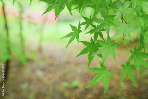 Fresh Green Japanese Maple Leaves After Rain