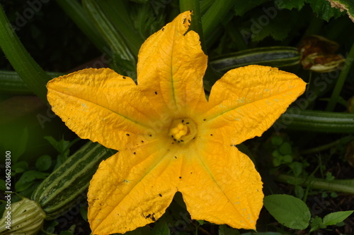 Fotografie Zucchini-Blüte