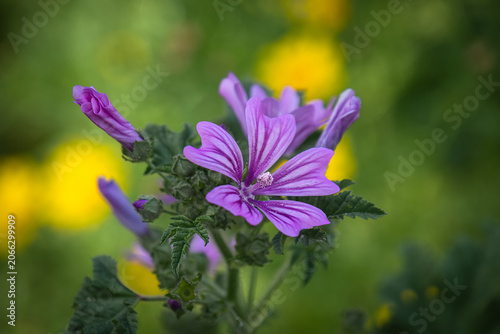 Purple Common mallow flowers and green leaves. Malva sylvestris.