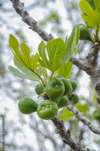 Green, raw fig fruits on the branches of a fig tree. ficus carica.
