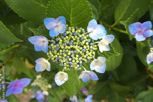 凛とした美しさのガクアジサイ（額紫陽花）。初夏から梅雨を彩る日本の風物詩、自然の植物背景。