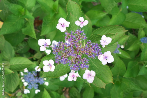 凛とした美しさのガクアジサイ（額紫陽花）。初夏から梅雨を彩る日本の風物詩、自然の植物背景。