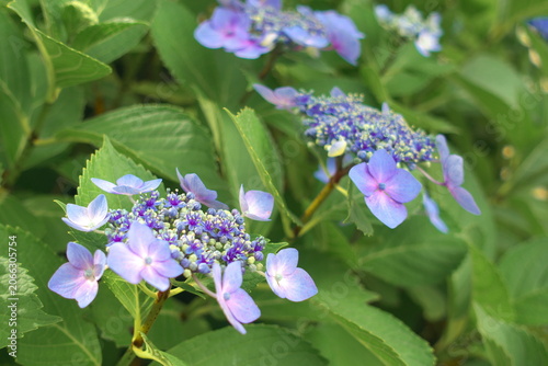 凛とした美しさのガクアジサイ（額紫陽花）。初夏から梅雨を彩る日本の風物詩、自然の植物背景。