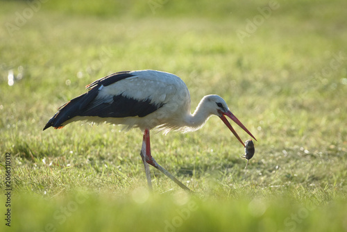 White stork hunting and holding a caught mouse in its beak on a green meadow. Nature of Czech republic.