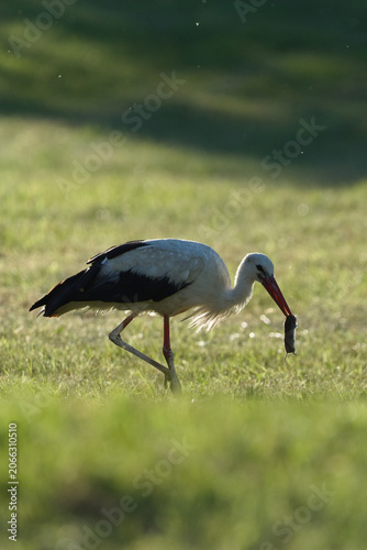 White stork hunting and holding a caught mouse in its beak on a green meadow. Nature of Czech republic.