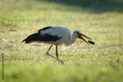 White stork hunting and holding a caught mouse in its beak on a green meadow. Nature of Czech republic.