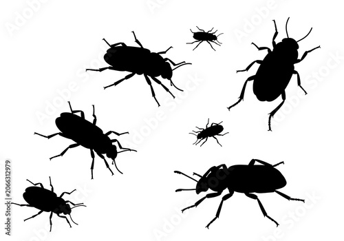 Black Beetles Silhouettes on White Background