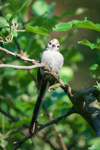 Juvenile long-tailed tit with prominent red eyering perching on a branch in a green forest. Nature of Czech republic.