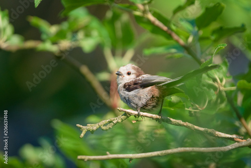 Juvenile long-tailed tit with prominent red eyering perching on a branch in a green forest. Nature of Czech republic.