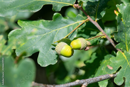 Close up of acorns on an English oak (quercus robur) tree