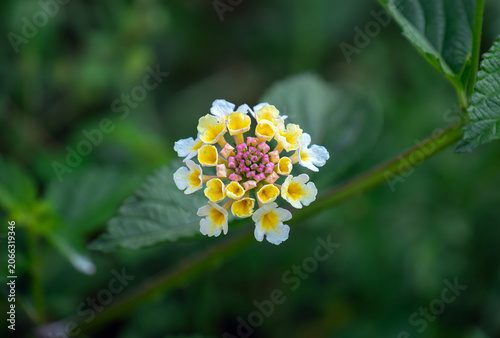 Lantana camara flowers blooming. green and blurry background.