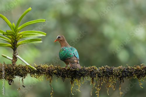Common Emerald Dove or Asian Emerald Dove or Green Winged Pigeon sitting on the perch of a tree with beautiful background at Western Ghats of India.