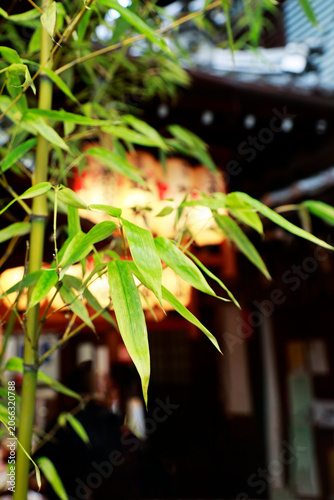 Green Bamboo Stems and Leaves with Glowing Japanese Lantern in Background at Night

