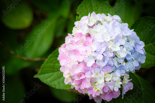 カラフルな紫陽花