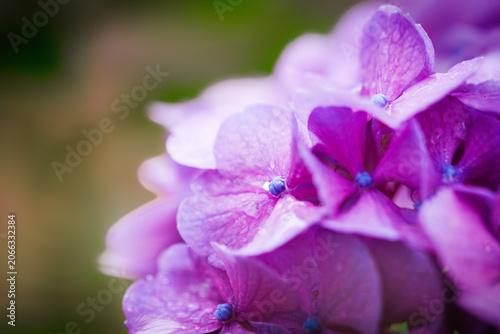 雨に濡れる紫陽花