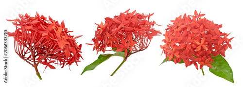 Bright red ixora flower clusters with green leaves isolated