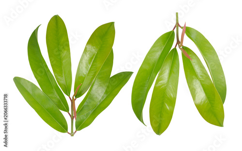 Fresh green garcinia chamuang leaves botanical foliage and herbal cooking ingredient