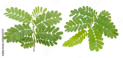 Fresh green tamarind leaves branch and foliage isolated