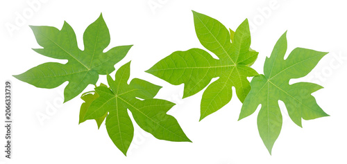 Fresh green papaya tree leaves with detailed veins isolated