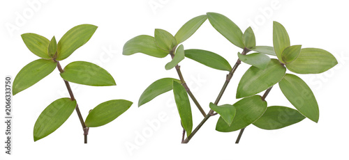 Fresh green Tradescantia fluminensis plant branches isolated