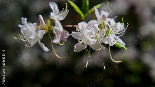 white rhododendron blooms in the Botanical garden
