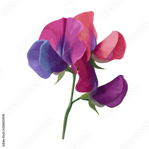 Sweet Pea Flower, illustrated as a clean 2D flat vector icon isolated on a white background