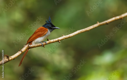 Beautiful capture of the beautiful bird with its long tail called as  Indian Paradise Flycatcher at Western Ghats of India.