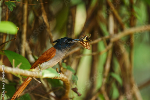Indian Paradise Flycatcher with butterfly kill photo was captured while trekking at western ghats of india. 