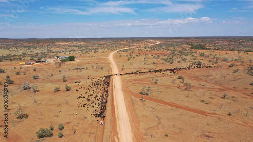 A large mob of cattle strung out crossing a dirt road