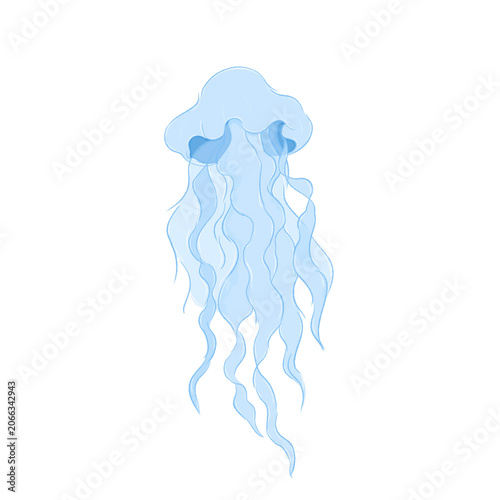 Jellyfish