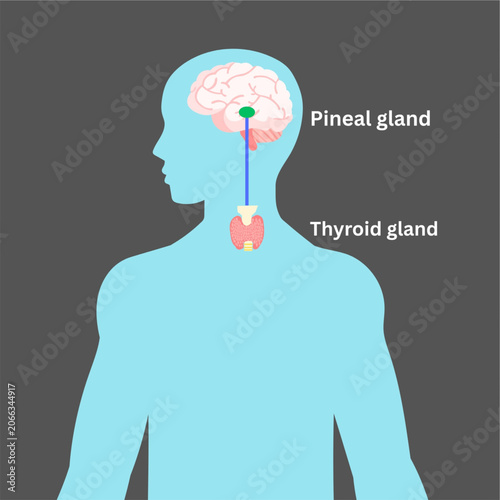 Canvastavla Pineal gland and thyroid gland connection illustration medical