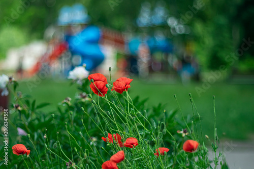 Beautiful red poppies on a flowerbed in a city park.