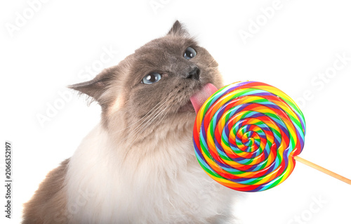 Fotografi siberian cat in studio