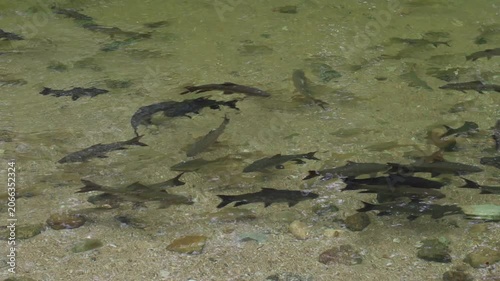 School of freshwater carp swimming through crystal-clear tropical stream over a rocky riverbed in southern Thailand. Peaceful underwater scene highlighting healthy aquatic ecosystem and biodiversity.
