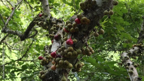 Clusters of ripe figs growing directly from branches of a tropical fig tree. Close-up botanical footage highlighting tropical fruit production and natural biodiversity.