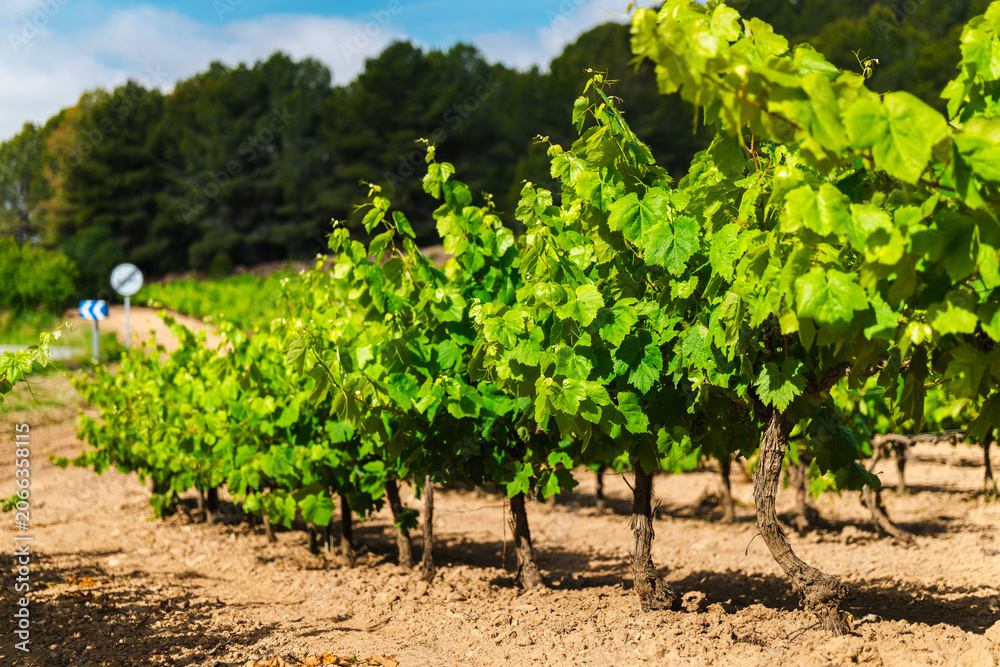 Fototapeta premium Vineyard rows in Catalonia with green grapevines under summer sunlight