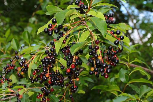 Schwarze und rote Früchte des Baumes Traubenkirsche, Prunus padus