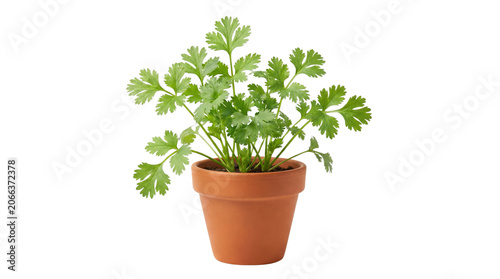 Fotografie Fresh green cilantro plant in terracotta pot, organic coriander herb growing in