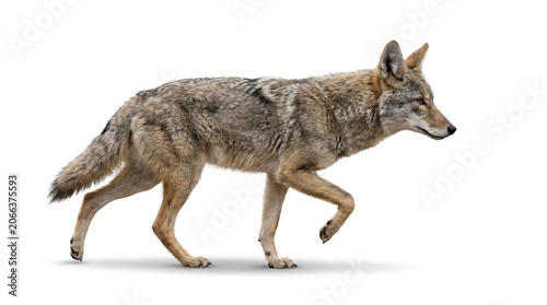 A side view of a wild coyote walking isolated on a white background.
