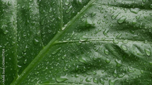 Extreme closeup large tropical taro elephant ear leaf filled with rain water droplets showing detailed vein texture green nature