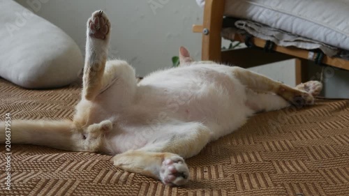 Orange tabby cat lying on back exposing white belly on woven mat top view adorable relaxed domestic pet indoors